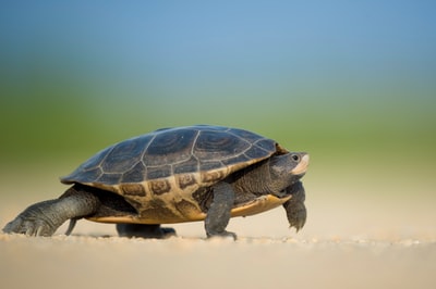 一只海龟在海边散步的聚焦照片